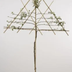 Lei-Appel (Malus Domestica 'Cox's Orange') 13 Lei-Appel (Malus Domestica 'Cox's Orange') -Groen Ziel Verkoop 20080326224211 1