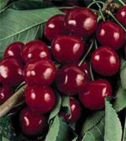 Kersenboom (Prunus Avium 'Bigarreau Burlat') 1 Kersenboom (Prunus Avium 'Bigarreau Burlat')