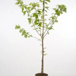 Kersenboom (Prunus Avium 'Hedelfinger Riesenkirsche') 12 Kersenboom (Prunus Avium 'Hedelfinger Riesenkirsche') -Groen Ziel Verkoop 20080414152652 2 1