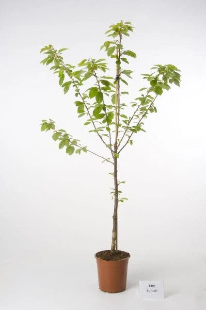 Kersenboom (Prunus Avium 'Hedelfinger Riesenkirsche') 6 Kersenboom (Prunus Avium 'Hedelfinger Riesenkirsche') - Afbeelding 6