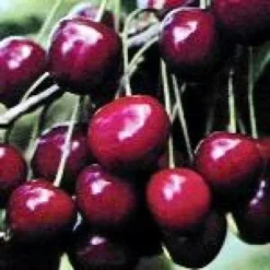 Kersenboom (Prunus Avium 'Dubbele Meikers')