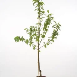 Kersenboom (Prunus Avium 'Hedelfinger Riesenkirsche') 11 Kersenboom (Prunus Avium 'Hedelfinger Riesenkirsche') -Groen Ziel Verkoop 20080414153422 3 1