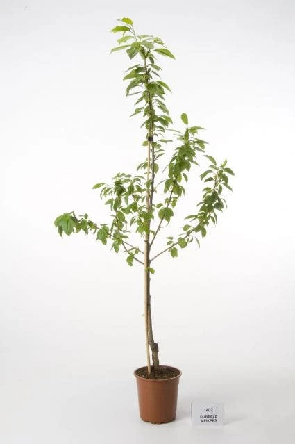 Kersenboom (Prunus Avium 'Hedelfinger Riesenkirsche') 5 Kersenboom (Prunus Avium 'Hedelfinger Riesenkirsche') - Afbeelding 5