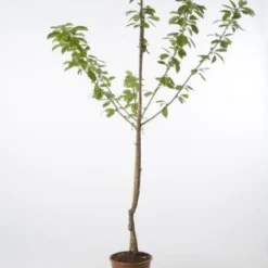 Kersenboom (Prunus Avium 'Hedelfinger Riesenkirsche') 10 Kersenboom (Prunus Avium 'Hedelfinger Riesenkirsche') -Groen Ziel Verkoop 20080414153854 2 1