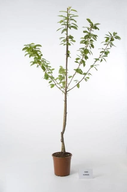 Kersenboom (Prunus Avium 'Hedelfinger Riesenkirsche') 4 Kersenboom (Prunus Avium 'Hedelfinger Riesenkirsche') - Afbeelding 4