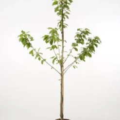 Kersenboom (Prunus Avium 'Hedelfinger Riesenkirsche') 9 Kersenboom (Prunus Avium 'Hedelfinger Riesenkirsche') -Groen Ziel Verkoop 20080414154743 2 1