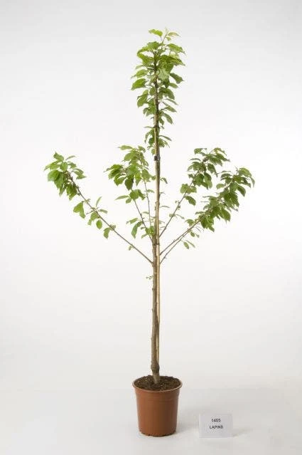 Kersenboom (Prunus Avium 'Hedelfinger Riesenkirsche') 3 Kersenboom (Prunus Avium 'Hedelfinger Riesenkirsche') - Afbeelding 3