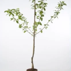 Kersenboom (Prunus Avium 'Merchant')