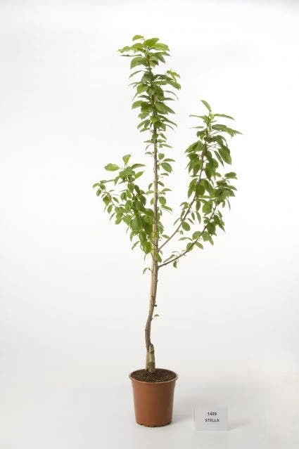 Kersenboom (Prunus Avium 'Hedelfinger Riesenkirsche') 1 Kersenboom (Prunus Avium 'Hedelfinger Riesenkirsche')