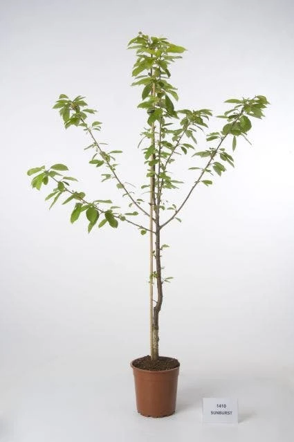 Kersenboom (Prunus Avium 'Hedelfinger Riesenkirsche') 2 Kersenboom (Prunus Avium 'Hedelfinger Riesenkirsche') - Afbeelding 2