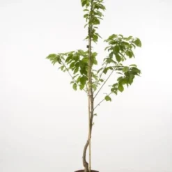 Kersenboom (Prunus Avium 'Viola')