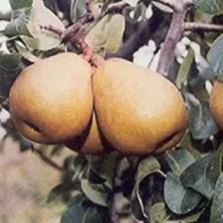 Perenboom (Pyrus Communis 'Beurre Hardy') 7 Perenboom (Pyrus Communis 'Beurre Hardy') -Groen Ziel Verkoop 20080417125526 6 2