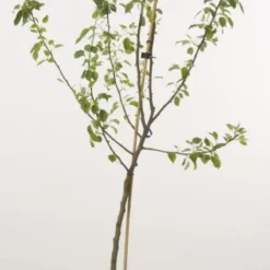 Perenboom (Pyrus Communis 'Beurre Hardy') 6 Perenboom (Pyrus Communis 'Beurre Hardy') -Groen Ziel Verkoop 20080417125701 6 1