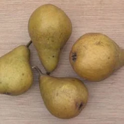 Perenboom (Pyrus Communis 'Gieser Wildeman') -Groen Ziel Verkoop 20080417131017 6 2