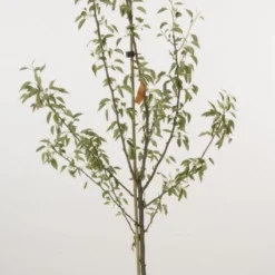 Perenboom (Pyrus Communis 'Gieser Wildeman') -Groen Ziel Verkoop 20080417131130 6 2