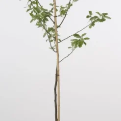 Kweepeer (Cydonia Oblonga) 8 Kweepeer (Cydonia Oblonga) -Groen Ziel Verkoop 20080417145544 2