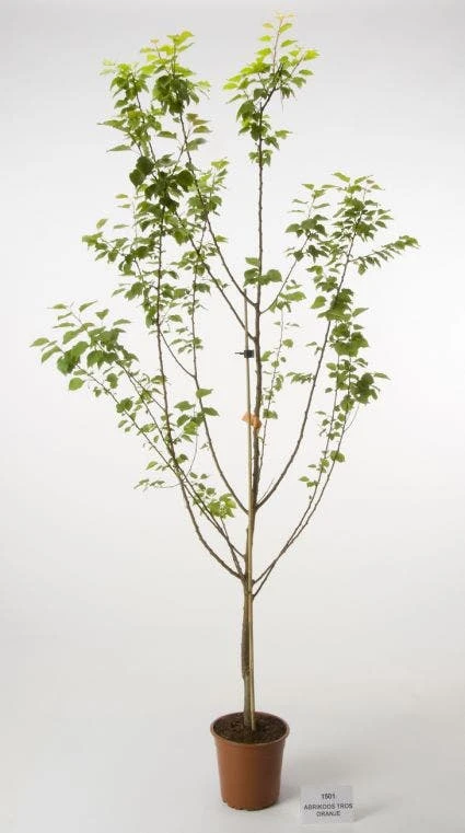 Abrikozenboom (Prunus Armeniaca) 2 Abrikozenboom (Prunus Armeniaca) - Afbeelding 2