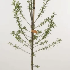 Pruimenboom (Prunus Domestica 'Mirabelle De Nancy')