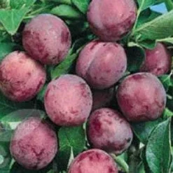 Lei-Pruim (Prunus Domestica 'Opal')