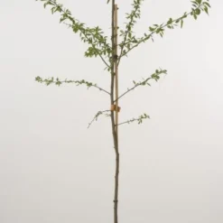 Pruimenboom (Prunus Domestica 'Victoria')
