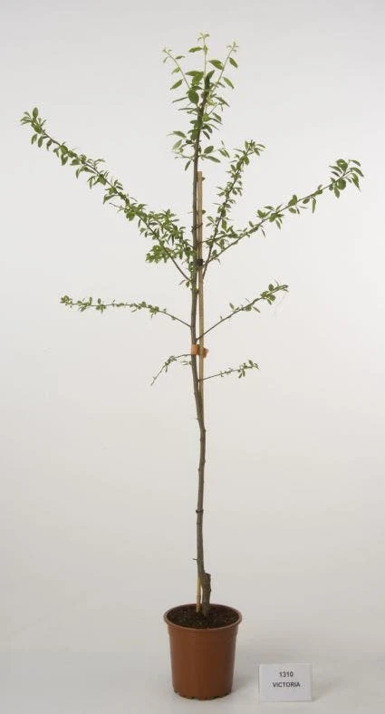 Pruimenboom (Prunus Domestica 'Victoria') 1 Pruimenboom (Prunus Domestica 'Victoria')