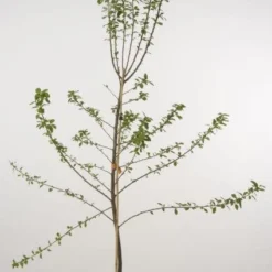 Pruimenboom (Prunus Domestica 'Ontario')