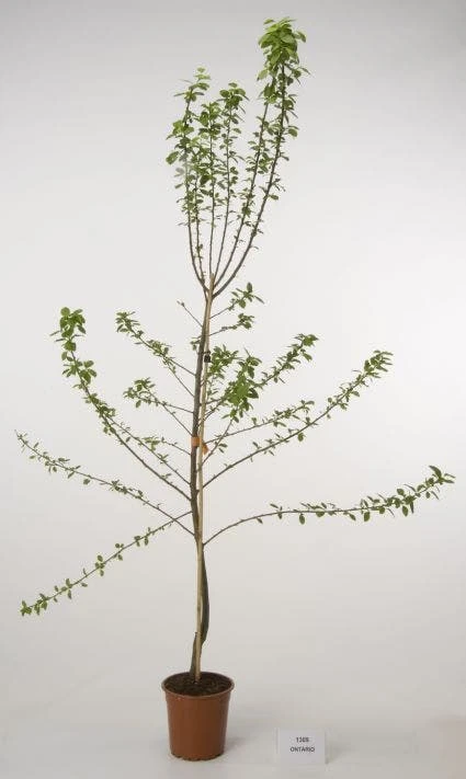 Pruimenboom (Prunus Domestica 'Ontario') 1 Pruimenboom (Prunus Domestica 'Ontario')