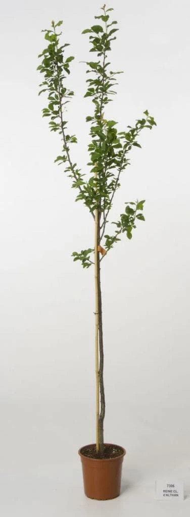 Pruimenboom (Prunus Domestica 'Reine Claude D'Althan') 2 Pruimenboom (Prunus Domestica 'Reine Claude D'Althan') - Afbeelding 2
