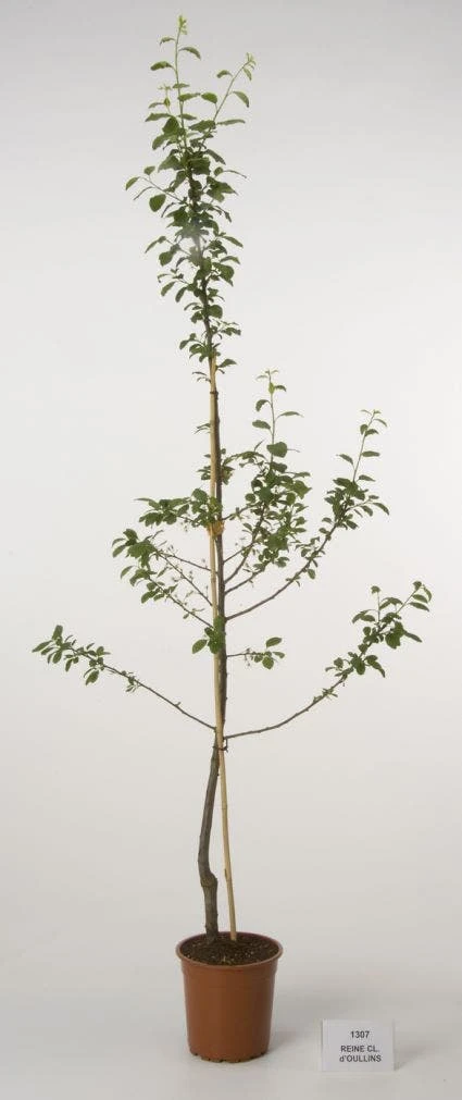 Pruimenboom (Prunus Domestica 'Reine Claude' D'Oullins') 2 Pruimenboom (Prunus Domestica 'Reine Claude' D'Oullins') - Afbeelding 2