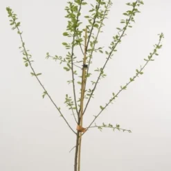 Pruimenboom (Prunus Domestica 'Jubileum')