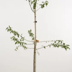 Pruimenboom (Prunus Domestica 'Monsieur Hatif')