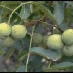 Groen Ziel Verkoop 33 Walnotenboom (Juglans Regia 'Buccaneer')