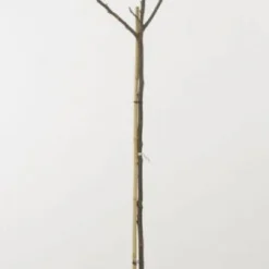 Walnoot (Juglans Regia 'Broadview') -Groen Ziel Verkoop 20080516144158 4