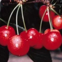 Lei-Kers (Prunus Avium 'Sunburst') -Groen Ziel Verkoop 20080519135155 1 2