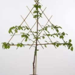 Uitgelichte producten -Groen Ziel Verkoop 20080519135332 1