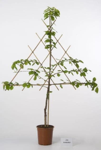 Lei-Kers (Prunus Avium 'Sunburst') 2 Lei-Kers (Prunus Avium 'Sunburst') - Afbeelding 2