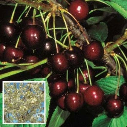 Lei-Kers (Prunus Avium 'Stella') 2 Lei-Kers (Prunus Avium 'Stella') - Afbeelding 2