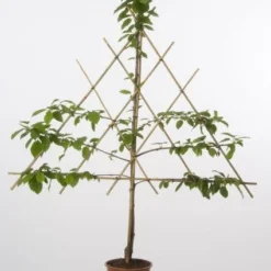 Lei-Kers (Prunus Avium 'Stella')