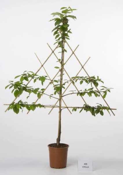 Lei-Kers (Prunus Avium 'Stella') 1 Lei-Kers (Prunus Avium 'Stella')