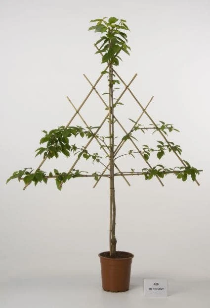 Lei-Kers (Prunus Avium 'Merchant') 1 Lei-Kers (Prunus Avium 'Merchant')