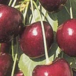 Lei-Kers (Prunus Avium 'Kordia') 5 Lei-Kers (Prunus Avium 'Kordia') -Groen Ziel Verkoop 20080519140042 1 1