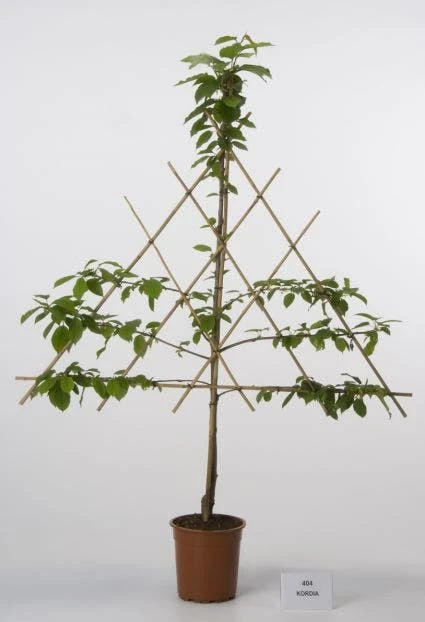 Lei-Kers (Prunus Avium 'Kordia') 2 Lei-Kers (Prunus Avium 'Kordia') - Afbeelding 2