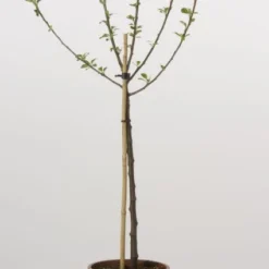 Dwerg-appel (Malus Domestica (dwergappel))