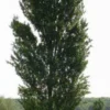 Italiaanse Populier (Populus Nigra 'Italica')