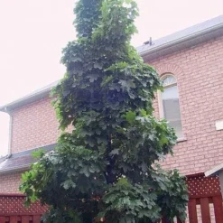 Noorse Esdoorn (Acer Platanoides 'Columnare')