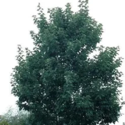 Esdoorn (Acer Rubrum 'Morgan')