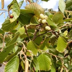 Goudels (Alnus Incana 'Aurea')