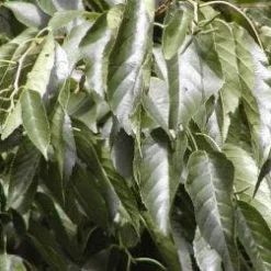 Els (Alnus Spaethii)