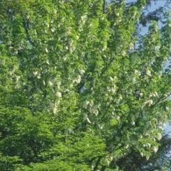 Zakdoekjesboom (Davidia Involucrata) -Groen Ziel Verkoop 20080714131829 5