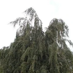 Treurbeuk (Fagus Sylvatica 'Black Swan')